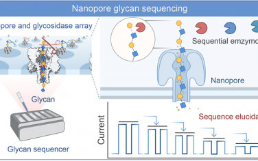 中科院上海药物研究所&南京大学JACS：糖苷酶辅助纳米孔糖苷测序