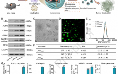 Biomaterials：从多种细胞中提取的天然生物活性溶酶体用于肿瘤治疗