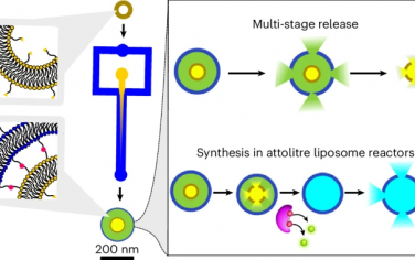 Nature Chem：双层脂质体实现多步骤释放
