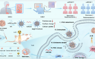 ACS Nano：硫化铋纳米花可递送miR339以通过泛素特异性肽酶8克服食管癌干性和放疗抗性