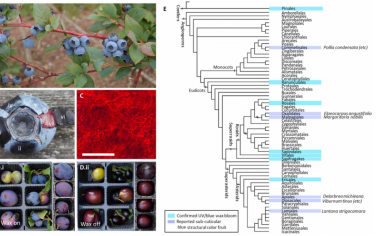 Science Advances：来自果蜡花的自组装、无序结构颜色