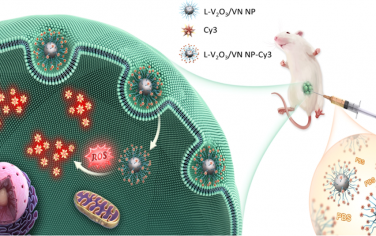 Anal. Chem：手性钒基纳米粒子可在体内实现对活性氧的三模态响应