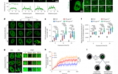 Nature Nanotechnology：聚苯乙烯纳米颗粒引发TDP-43凝结和肌萎缩侧索硬化