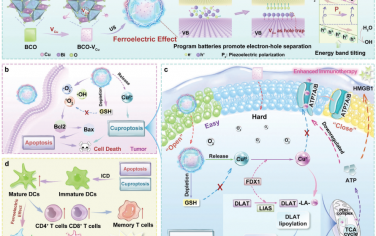 Adv. Mater：空位工程化铁电纳米药物用于实现铜死亡/凋亡共激活的肿瘤免疫治疗