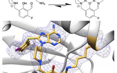 JACS：氨基甲基化水杨酸醛能够与蛋白质表面溶剂化赖氨酸通过分子内氢键网络稳定的结合