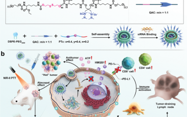 Adv. Mater：时空可控的NIR-II免疫激动剂用于增敏癌症免疫治疗