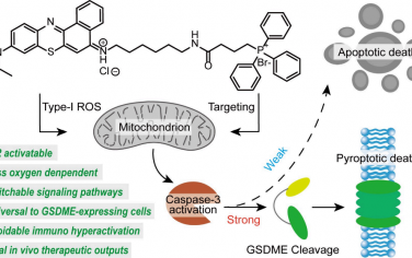 JACS：靶向线粒体的I型光学药物可利用Caspase‑3活性以实现肿瘤焦亡治疗