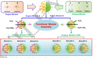 Angew：可成像示踪的酶促纳米马达的超分子模块化组装