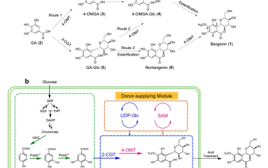Nature Communications：岩白菜素生物合成途径的探索与重建