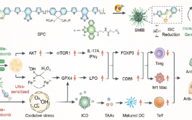 Nano Lett：有机半导体声-金属引爆的“免疫炸弹”用于实现对免疫抑制细胞的超敏驯化