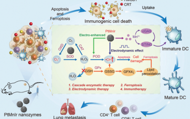 Adv. Mater：“火花”PtMnIr纳米酶用于电动力增强的多酶肿瘤免疫治疗