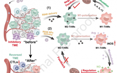 Biomaterials：作为NO纳米供体的精氨酸组装体可阻止巨噬细胞复极化的负反馈以用于癌症免疫治疗