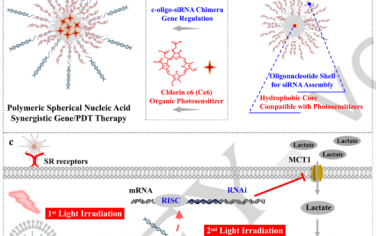 Angew：聚合物-DNA载体可共递送光敏剂和siRNA以实现光促进的基因转染和乏氧缓解的光动力治疗