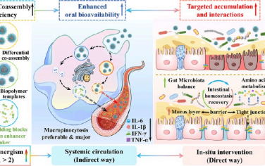 ACS Nano：程序化食物源性肽共组装策略可提高口服生物利用度和恢复肠道微环境稳态增强靶向结肠炎治疗
