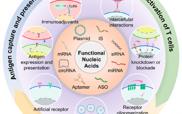 ACS Nano综述：基于功能性核酸的免疫调节用于T细胞介导的癌症治疗