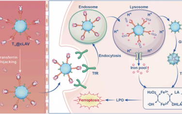 JACS：纳米药物可“劫持”血液转铁蛋白以实现铁死亡介导的癌症治疗