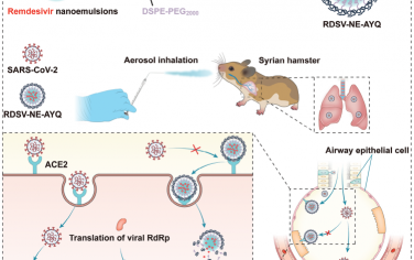 Adv. Mater：靶向ACE2受体的吸入型纳米乳剂可抑制SARS-CoV-2并减轻炎症反应