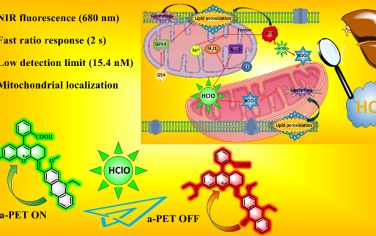 Anal. Chem：比率近红外荧光探针可通过成像线粒体中的HClO以监测肝癌细胞的铁死亡