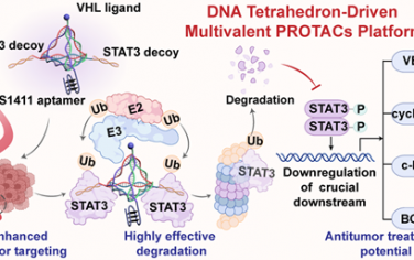 JACS：DNA四面体驱动的多价蛋白水解靶向嵌合体可增强蛋白质降解和肿瘤靶向