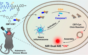 JACS：近红外AIE发光分子的双重聚集用于实现对阿尔茨海默病的增强成像