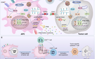 Angew：双siRNA组装的纳米佐剂激活RIG-I/MDA5信号通路和抑制CD47-SIRPα检查点以用于癌症免疫治疗