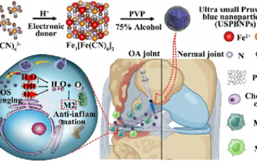Nano Lett：超小普鲁士蓝纳米酶可通过清除活性氧和调节巨噬细胞表型缓解骨关节炎