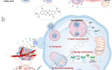 Biomaterials：“劫持”内源性铁可放大溶酶体-线粒体级联损伤以促进抗肿瘤免疫治疗