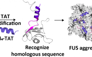 JACS：同源肽折叠体可促进FUS聚集并引发癌细胞死亡