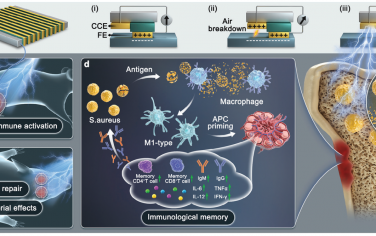 Adv. Mater：无药物“摩擦电免疫疗法”可激活免疫以治疗骨髓炎和预防复发