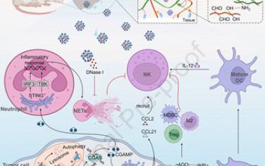 Biomaterials：自凝胶化止血粉可增强放疗诱导的NK细胞免疫以对抗术后肝癌复发