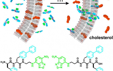 JACS：非天然肽组装体可迅速消耗胆固醇并有效抑制癌细胞