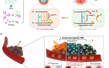 Biomaterials：可改善肿瘤微环境的自适应纳米颗粒能够实现光热-光动力切换以用于癌症光学治疗