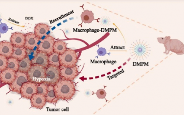 ACS Nano：Pluronic基纳米粒子可通过结合巨噬细胞将多柔比星递送到肿瘤微环境