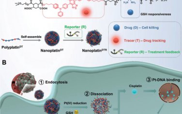 Adv. Mater：含有精准比例的NIR-II荧光团和前药的聚铂用于示踪药物的体内命运
