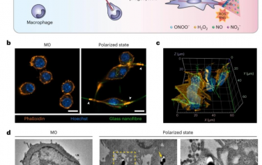 Nature Nanotechnology：纳米纤维抑制吞噬过程中活性氧和氮物种泄漏的纳米传感器检测