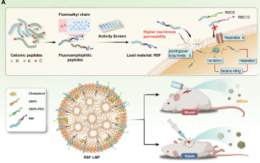 Angew：具有强抗菌活性的氟化肽两亲物用于治疗MRSA诱导的脓毒症和慢性伤口感染