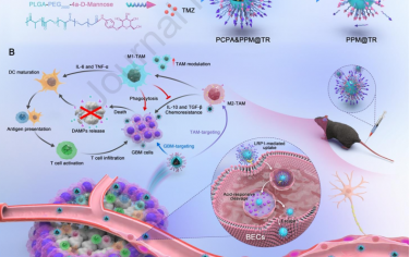 Biomaterials：靶向重编程肿瘤相关巨噬细胞以克服胶质母细胞瘤对化疗和免疫治疗的耐药性