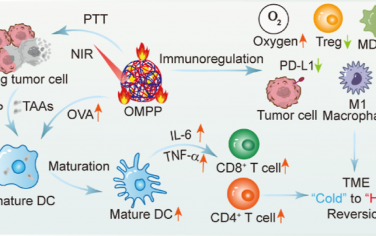 ACS Nano：两亲性聚氨基酸纳米佐剂可递送生物矿化卵清蛋白以实现光热增强的免疫治疗