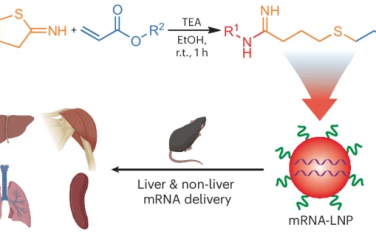 Nature Chem：快速合成可降解脂质用于体内mRNA递送
