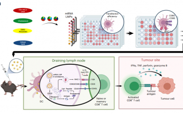 Nat. Biomed. Eng：筛选调节辅助性T细胞免疫活性的脂质纳米颗粒以增强抗肿瘤活性