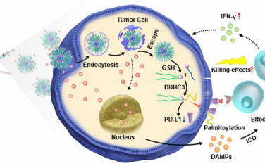 ACS Nano：肽基程序性细胞死亡配体1(PD-L1)纳米抑制剂用于增强化学-免疫治疗