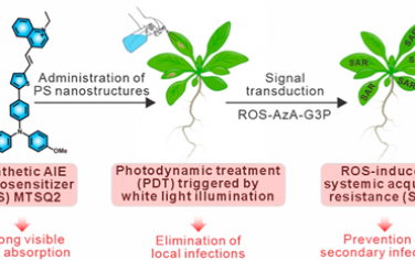 ACS Nano：吸收可见光的光敏剂纳米结构用于治疗致病菌和诱导系统获得性抗性