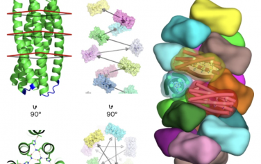 Nature Nanotechnology：pH响应自组装螺旋蛋白丝的从头设计