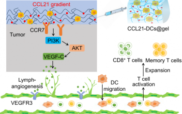Nano Lett：通过植入式细胞储存库水凝胶持续分泌CCL21以增强放疗的全身抗肿瘤效应