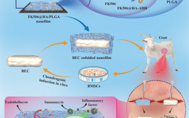 AFM：采用装载他克莫司纳米薄膜的免疫隔离策略促进基于干细胞的稳定软骨再生