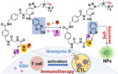 ACS Nano：靶向颗粒酶B的智能PET显像探针用于监测肿瘤对免疫治疗早期应答