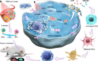 ACS Nano：双酶驱动的级联反应可调节免疫抑制肿瘤微环境以用于催化治疗免疫激活