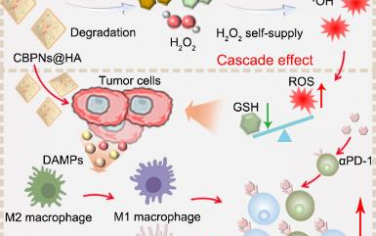 Biomaterials：双金属纳米反应器介导的氧化应激级联扩增用于实现互补的肿瘤化学动力学-免疫治疗