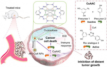 Angew：抗癌四核铜(I)配合物可催化点击反应原位合成化疗药物以实现双药联合癌症靶向治疗