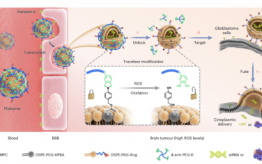 Nature Nanotechnology：用于胶质母细胞瘤靶向siRNA递送和CRISPR-Cas基因编辑的聚合物锁定融合脂质体